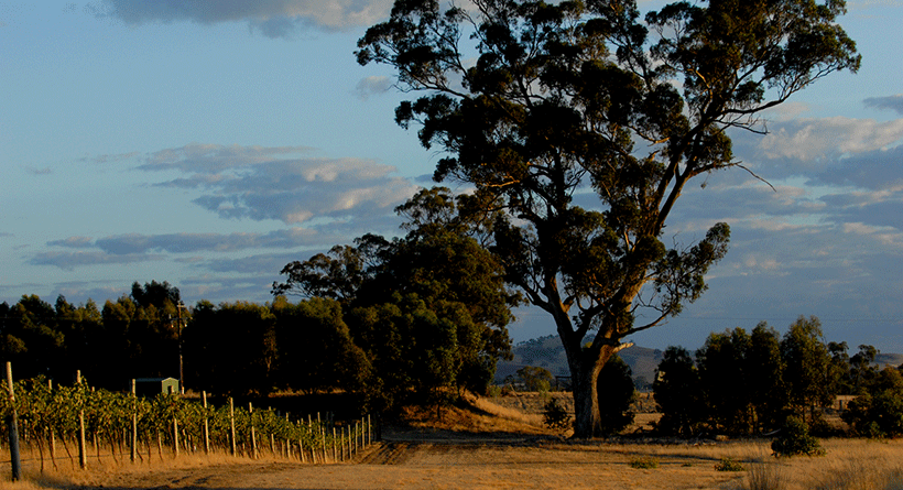 Wanted Man Vineyard